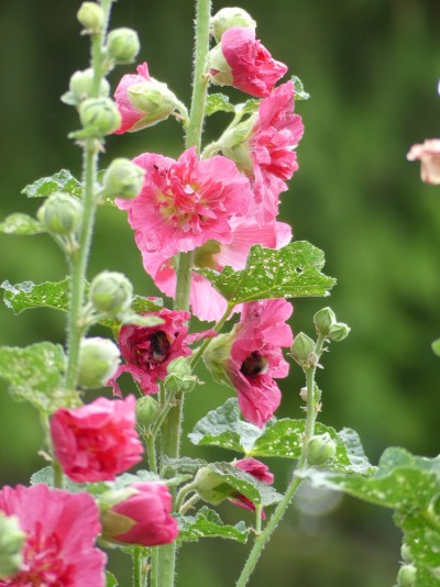 Detail aus Frauenbergers Sommergarten