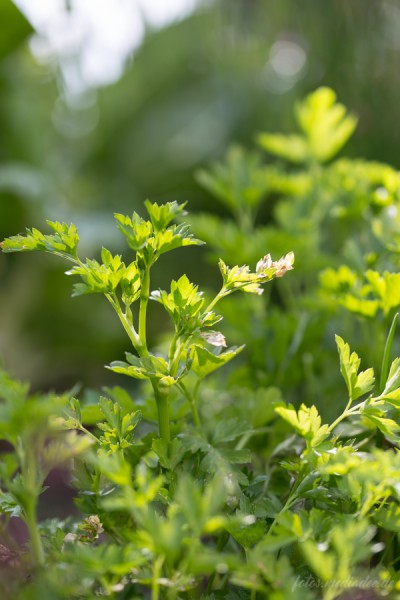 Frauenbergers Erlebnisküche mit Kräutergarten 