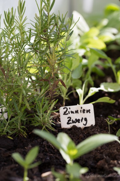 eigene Zucht für Kräutergarten in Ebenheim 