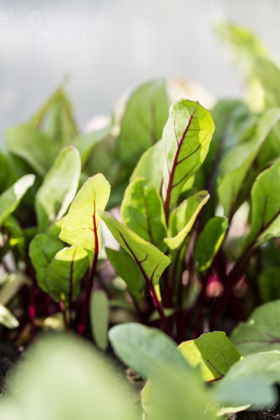 Frauenbergers Erlebnisküche mit Sommerterrasse und Kräutergarten in Ebenheim Thüringen