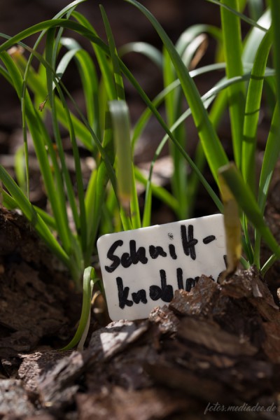 Schnittknoblauch in Frauenbergers Kräutergarten
