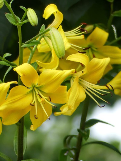 Blüten-Detail aus Frauenbergers Sommergarten