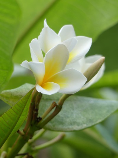 Blüten-Detail aus Frauenbergers Sommergarten