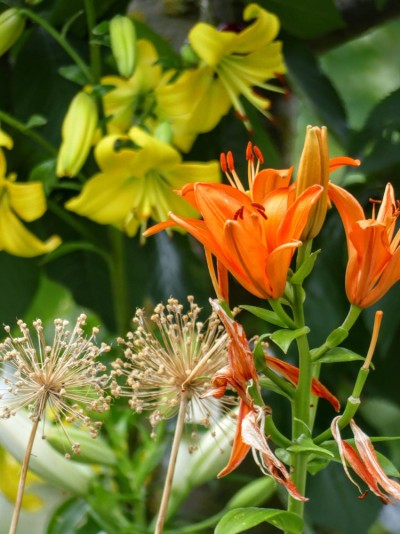 Blüten-Detail aus Frauenbergers Sommergarten