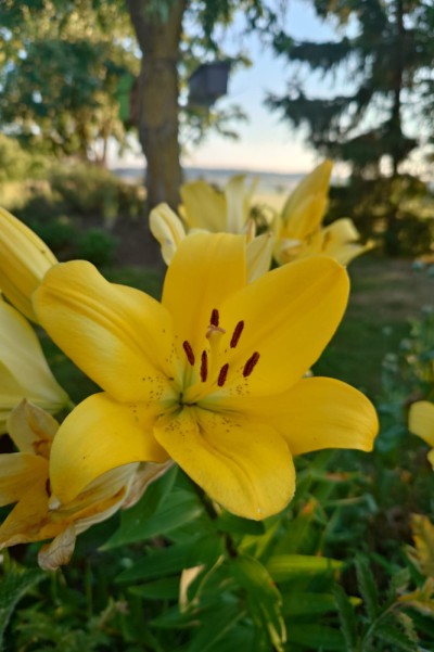 Blüten-Detail aus Frauenbergers Sommergarten