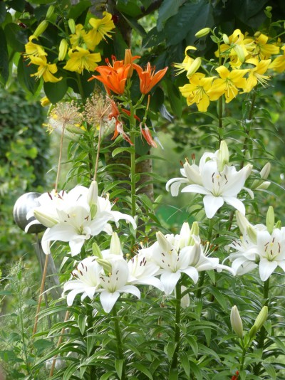 Detail aus Frauenbergers Sommergarten