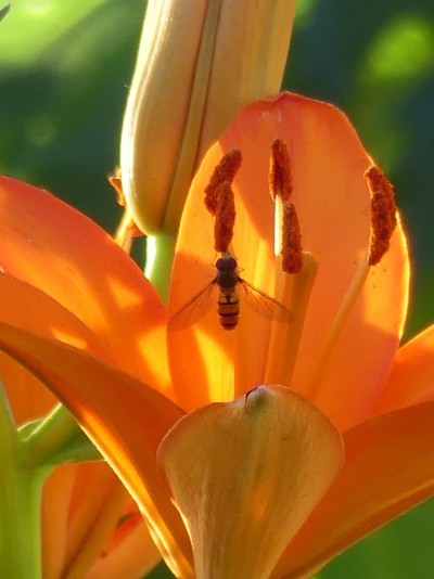 Blüten-Detail aus Frauenbergers Sommergarten