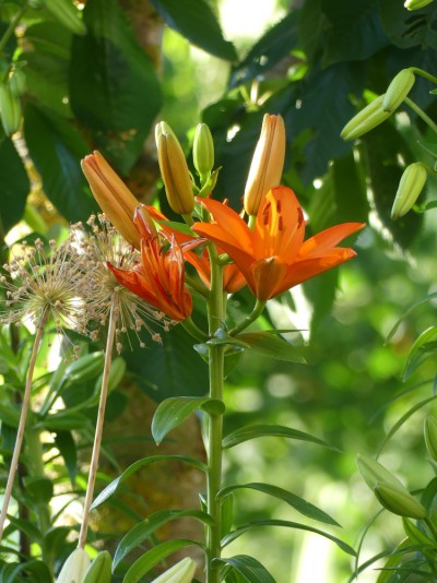 Blüten-Detail aus Frauenbergers Sommergarten