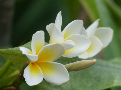 Detail aus Frauenbergers Sommergarten